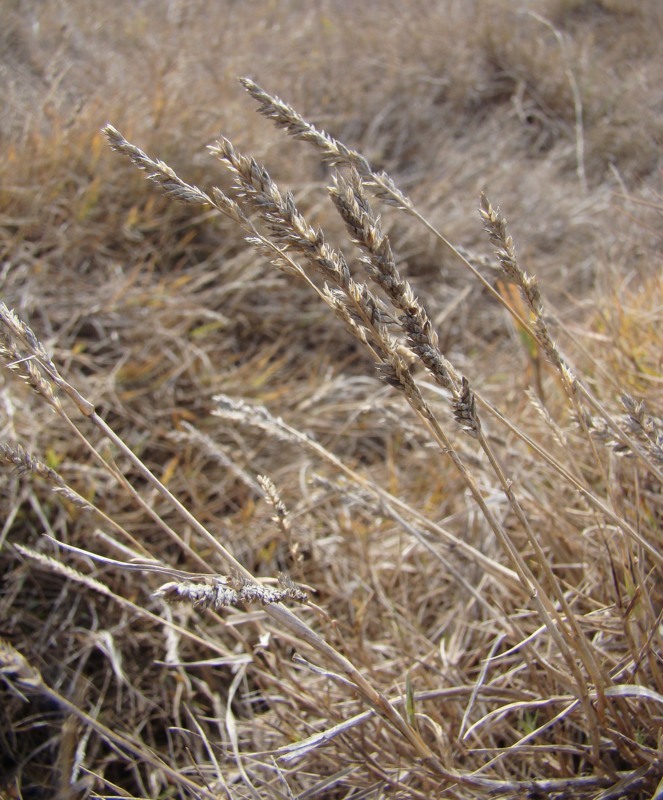 Image of Aeluropus littoralis specimen.