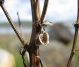 Rumex aquaticus