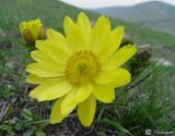 Adonis vernalis