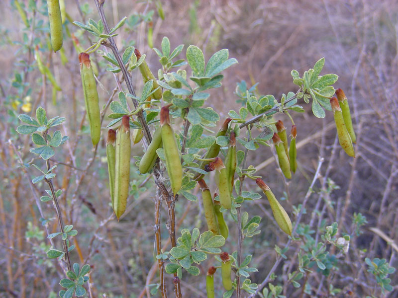 Image of Caragana frutex specimen.