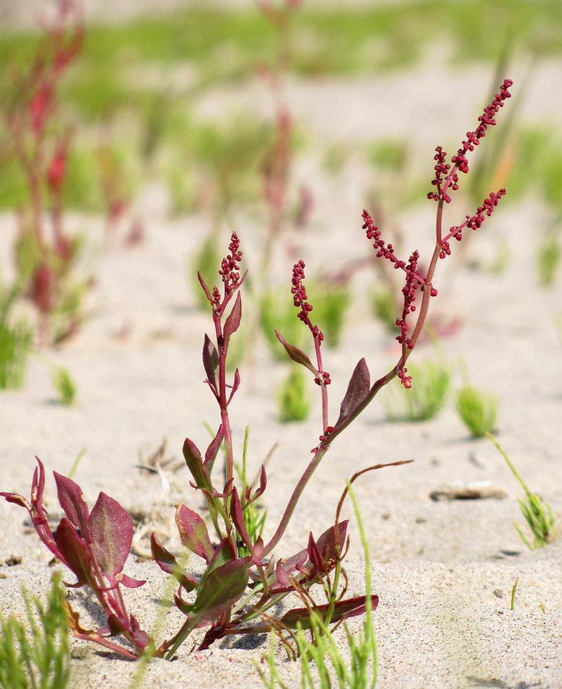 Image of Rumex acetosella specimen.