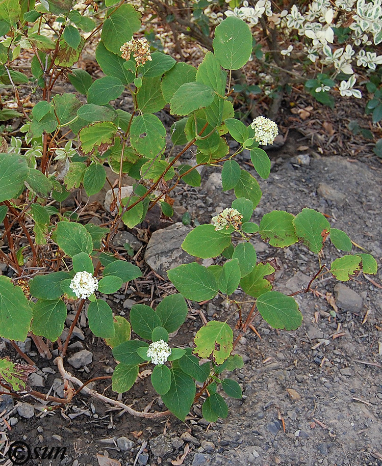 Image of Hydrangea arborescens specimen.