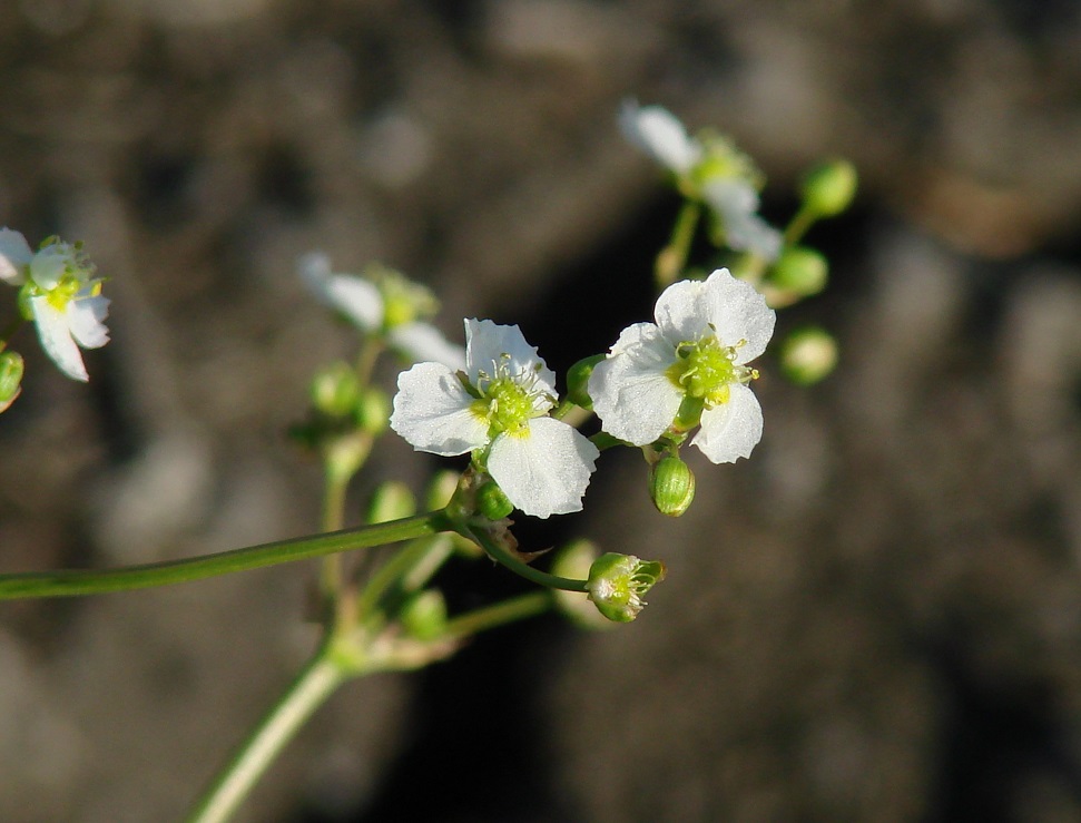 Изображение особи Alisma plantago-aquatica.