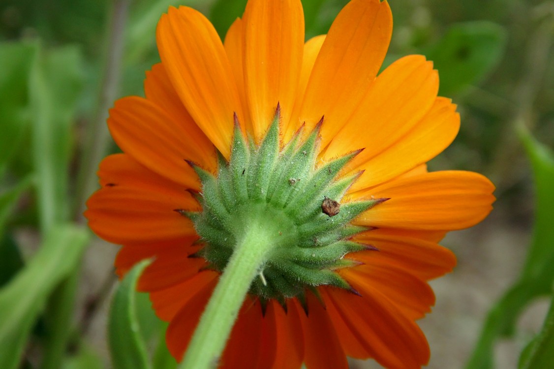 Image of Calendula officinalis specimen.