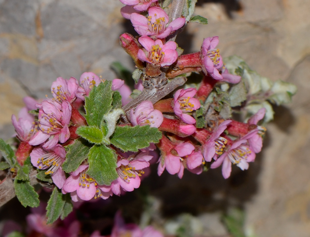 Image of Cerasus prostrata specimen.