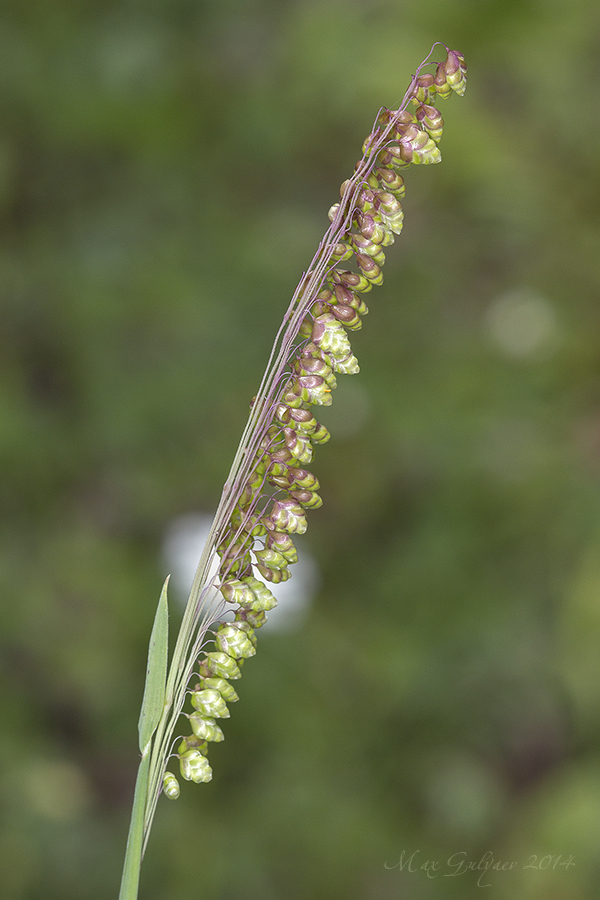 Image of Briza elatior specimen.