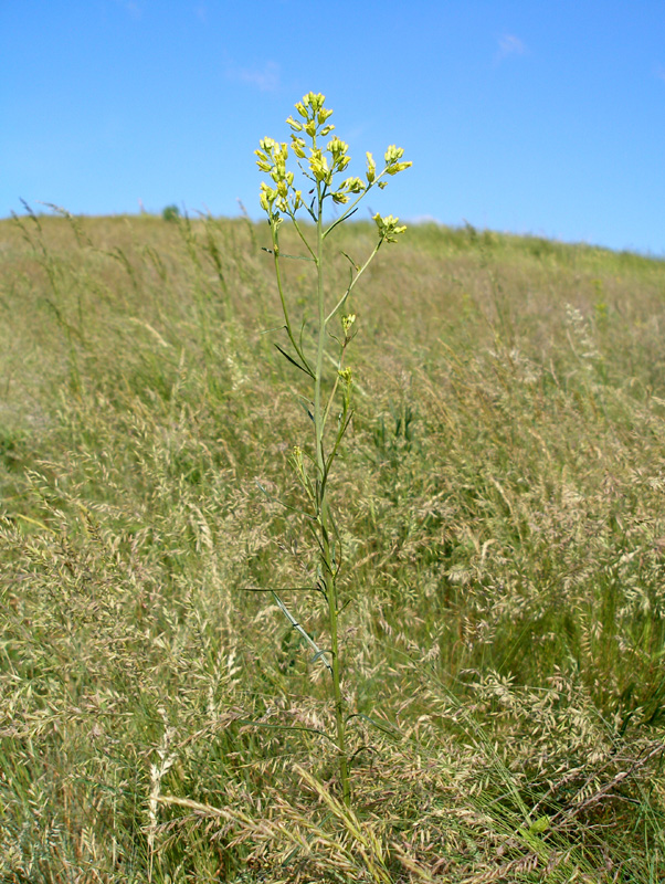 Image of Sisymbrium polymorphum specimen.