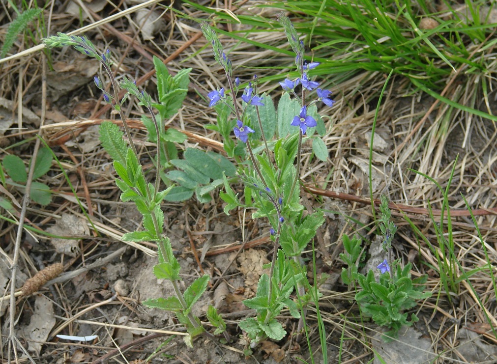 Image of Veronica krylovii specimen.