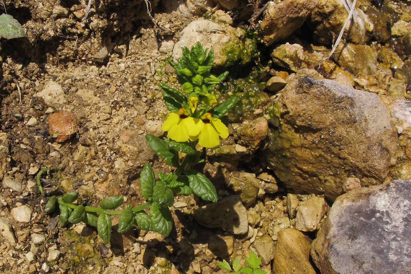 Image of Rhynchocorys stricta specimen.