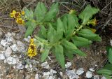 Senecio pseudoarnica