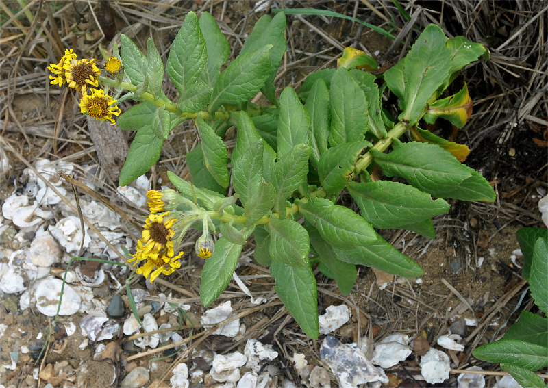 Image of Senecio pseudoarnica specimen.