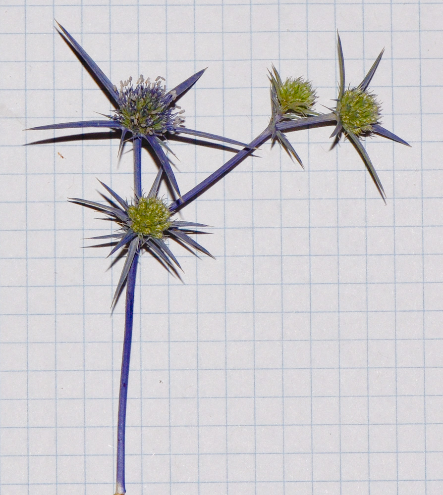 Изображение особи Eryngium creticum.