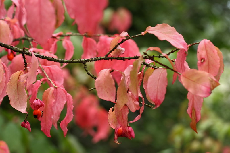 Image of Euonymus verrucosus specimen.