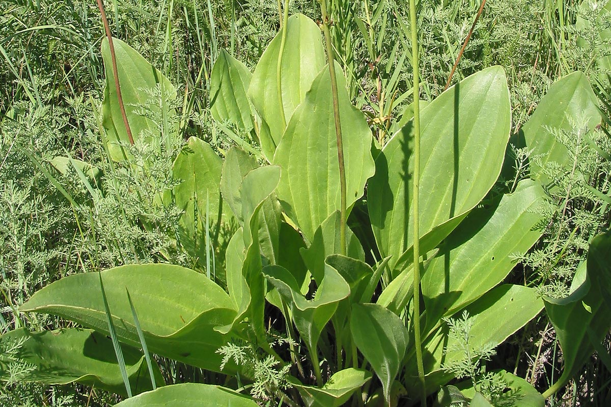 Image of Plantago cornuti specimen.