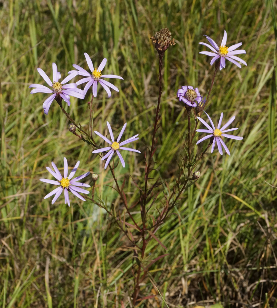 Image of Galatella angustissima specimen.