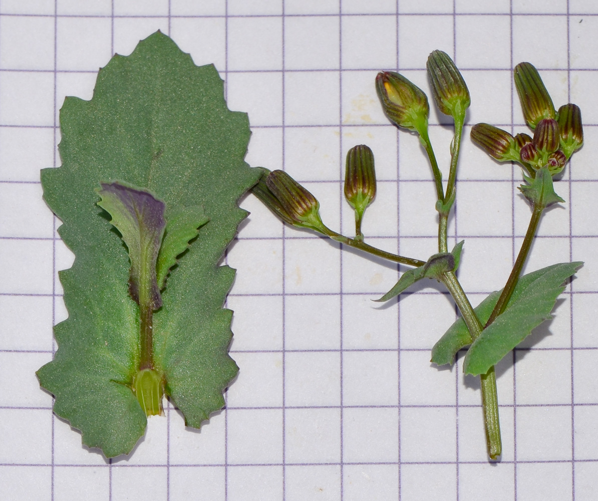 Image of Senecio flavus specimen.