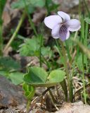 Viola palustris. Цветущее растение. Ленинградская обл., Кировский р-н, западнее ст. Ивановская, в лесной полосе между ж.-д. и шоссе. 15.05.2010.