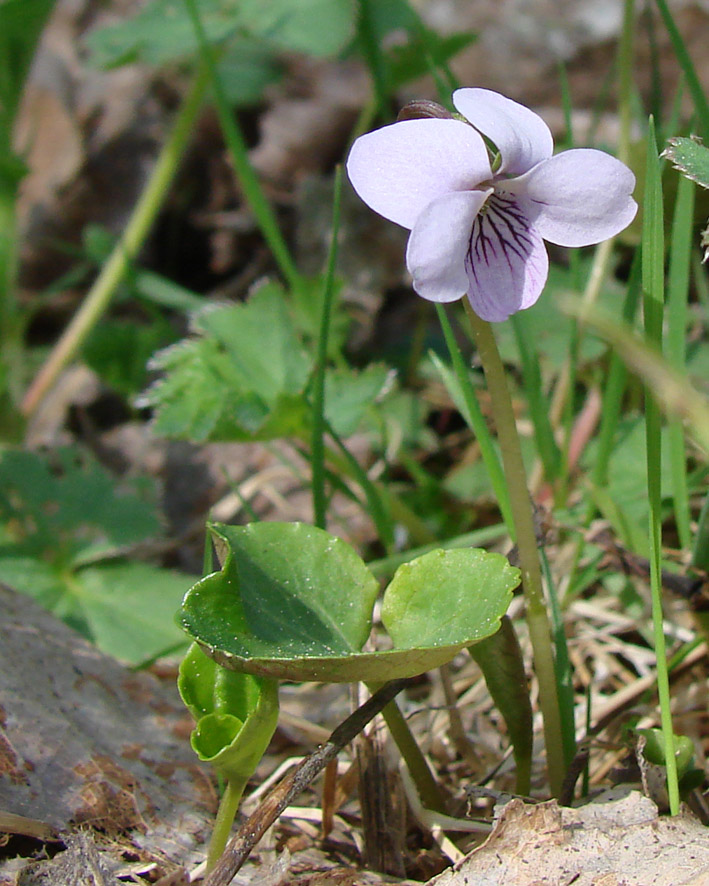 Image of Viola palustris specimen.