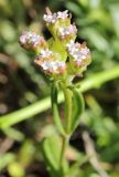 Valerianella cymbocarpa. Соцветие. Узбекистан, Ташкентская обл., Кибрайский р-н, окр. пос. Майский, предгорные холмы. 20.03.2016.