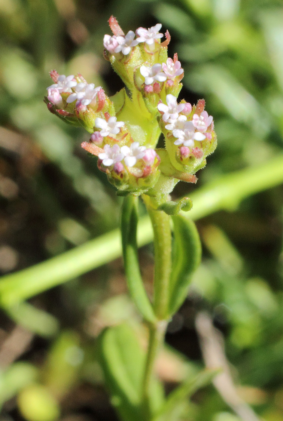 Image of Valerianella cymbocarpa specimen.