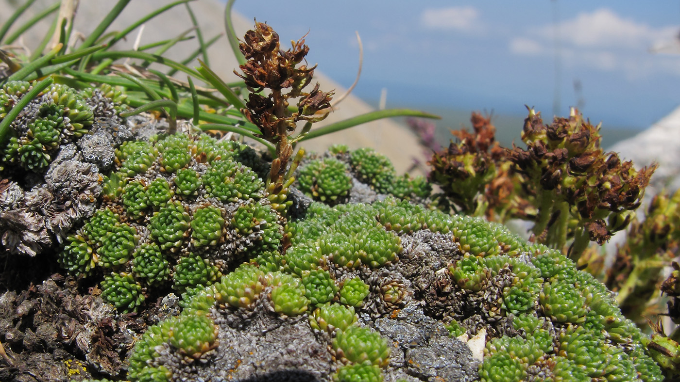 Image of Saxifraga unifoveolata specimen.