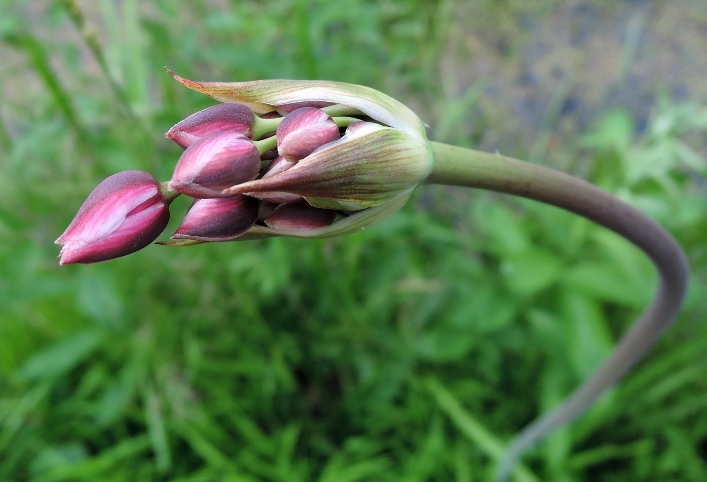 Изображение особи Butomus umbellatus.