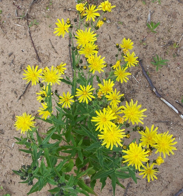 Image of Hieracium umbellatum specimen.