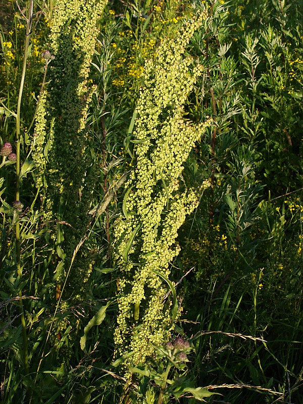 Image of Rumex crispus specimen.