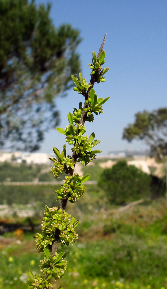 Image of Rhamnus lycioides specimen.