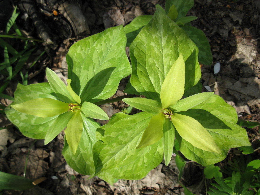 Изображение особи Trillium cuneatum.