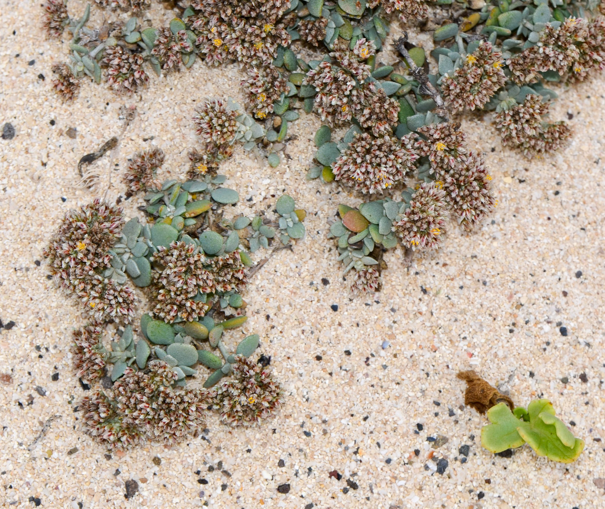 Image of Polycarpaea nivea specimen.