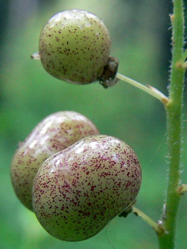 Изображение особи Maianthemum bifolium.