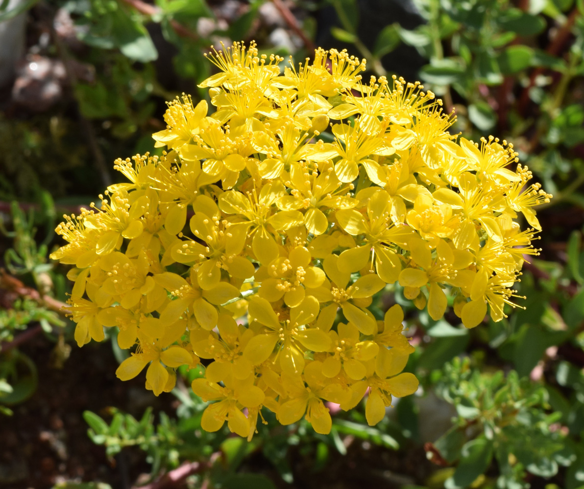 Image of Hypericum scabrum specimen.