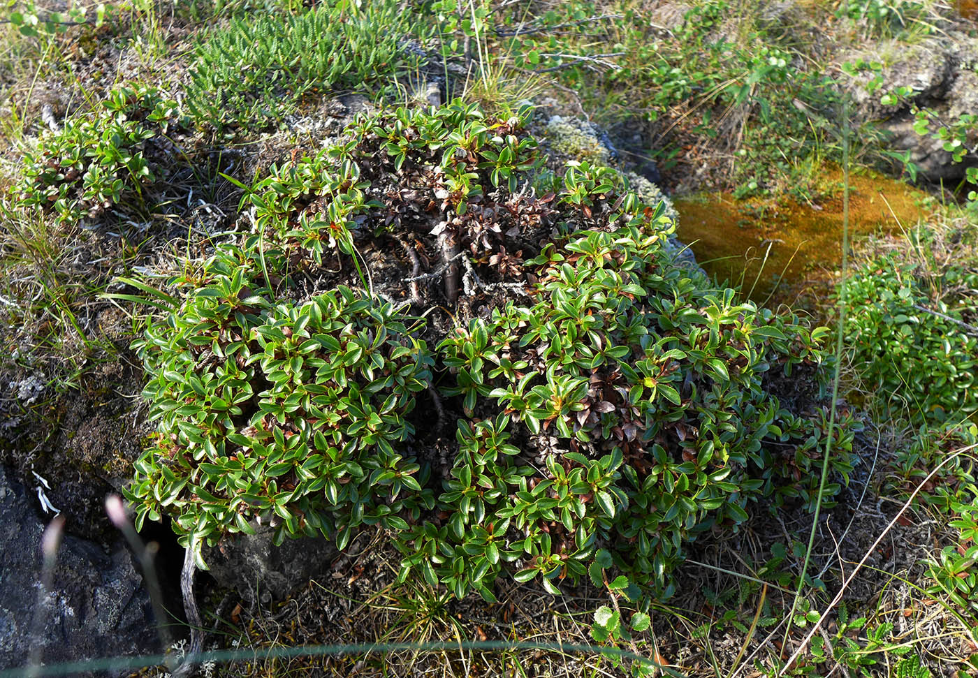 Image of Salix tschuktschorum specimen.