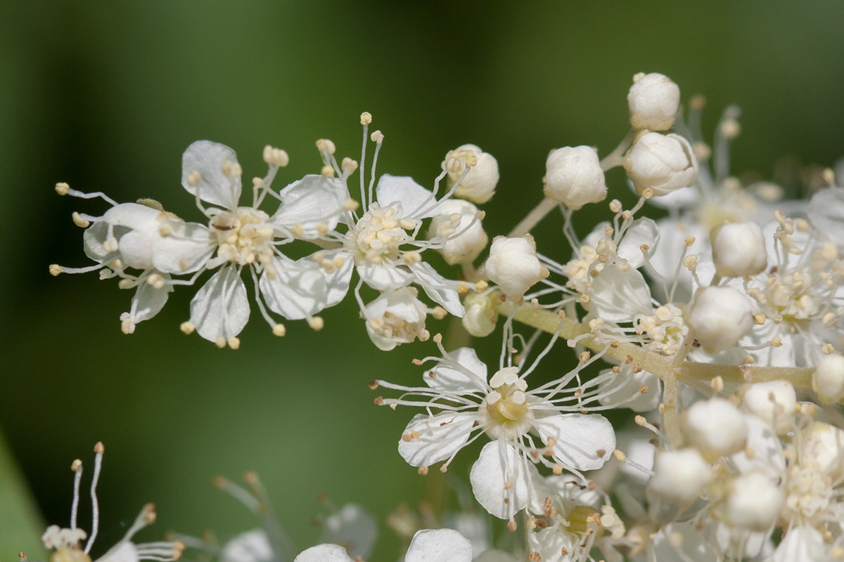 Image of Filipendula ulmaria ssp. denudata specimen.