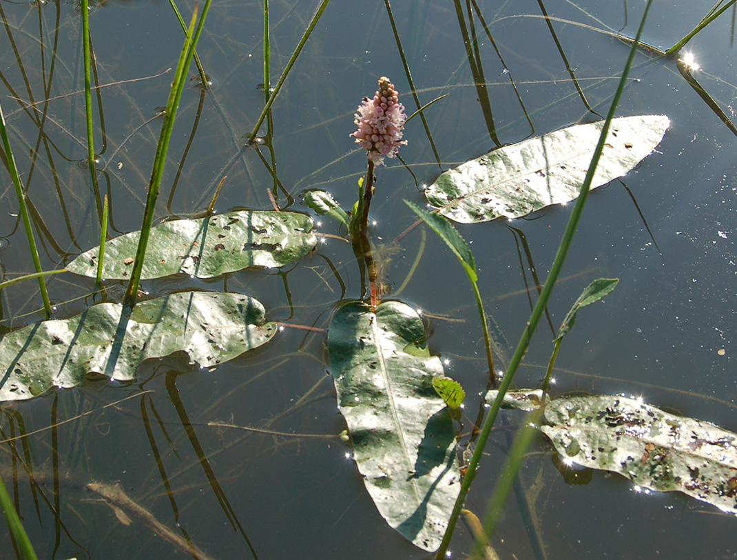 Image of Persicaria amphibia specimen.