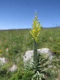 Verbascum songaricum