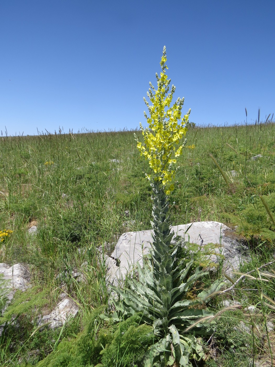 Изображение особи Verbascum songaricum.