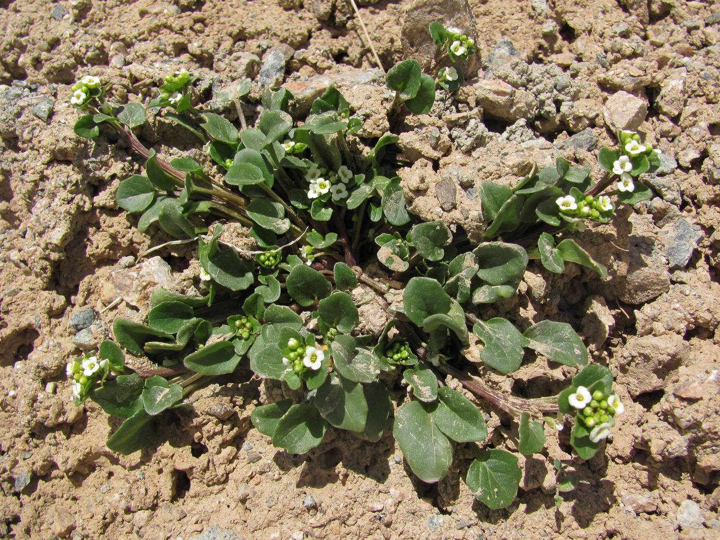 Изображение особи Taphrospermum altaicum.