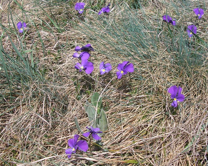 Изображение особи Viola oreades.