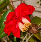 Camellia japonica. Цветок. Израиль, Шарон, пос. Кфар Шмариягу, во дворе. 18.02.2014.