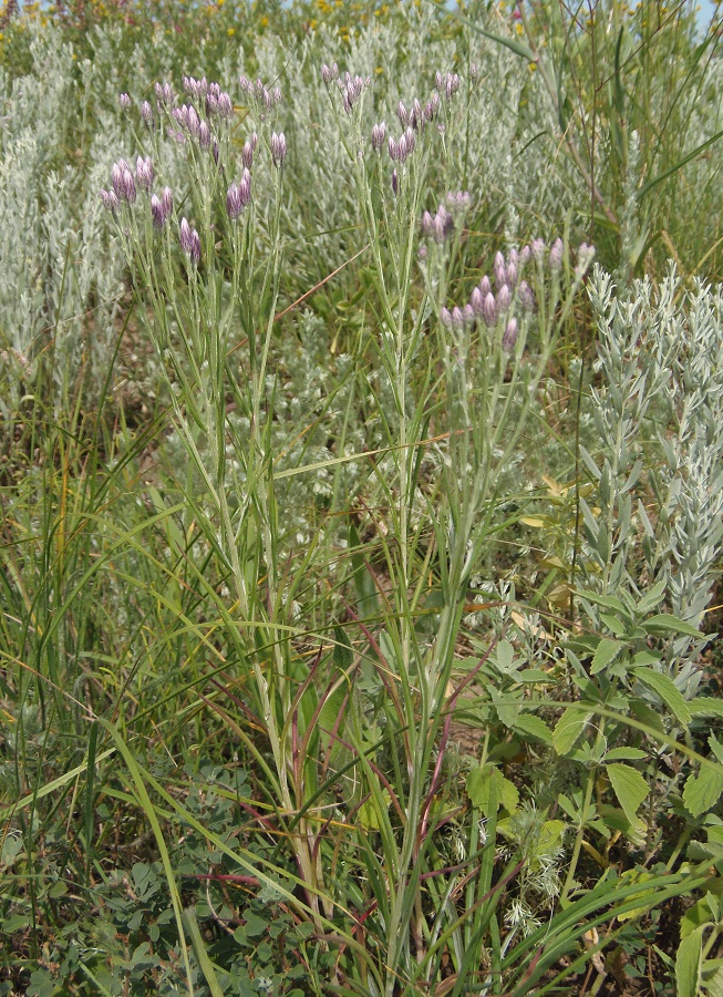 Image of Jurinea multiflora specimen.