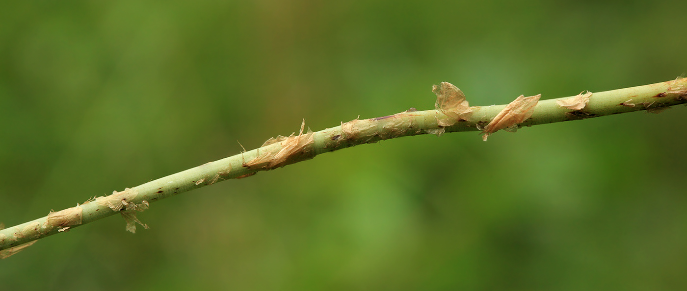 Image of Dryopteris amurensis specimen.