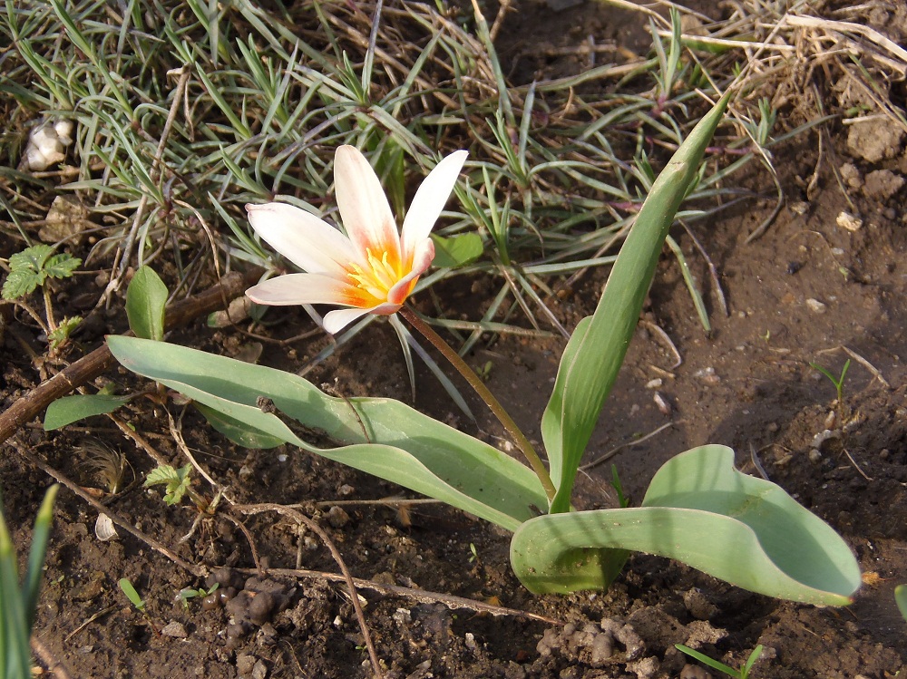 Изображение особи род Tulipa.