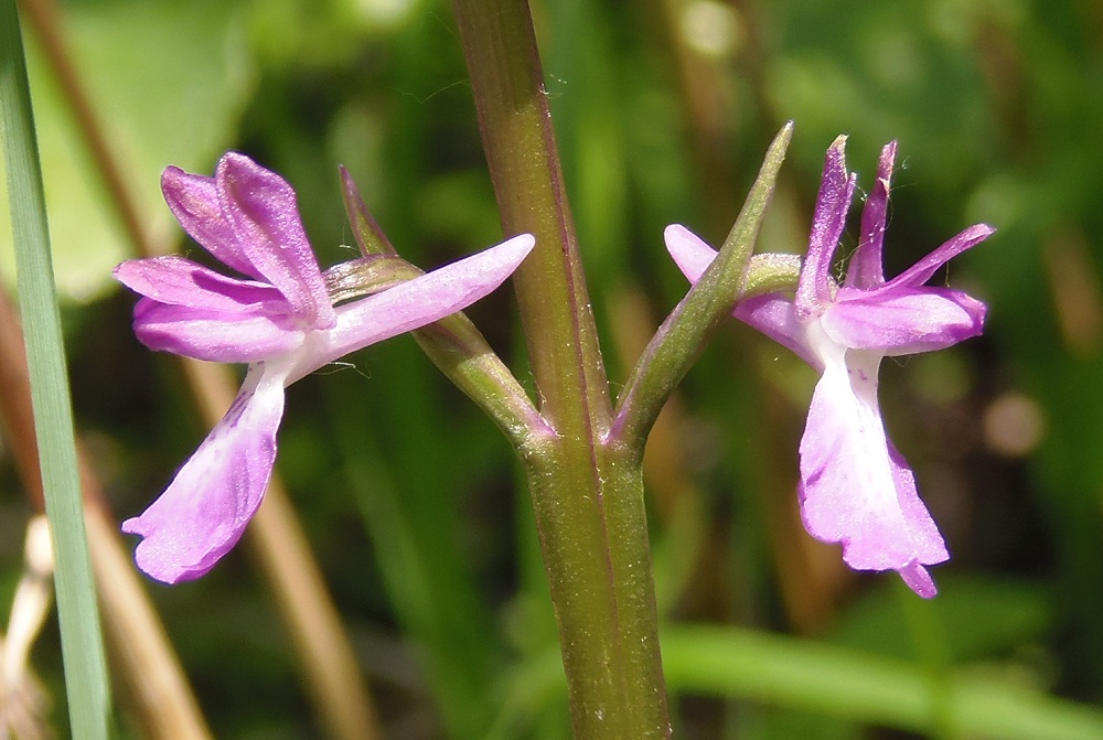 Image of Anacamptis laxiflora ssp. elegans specimen.