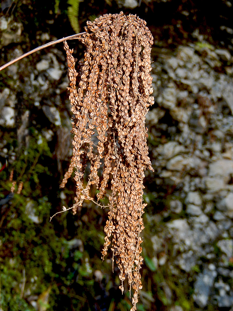 Изображение особи Aruncus sylvestris.