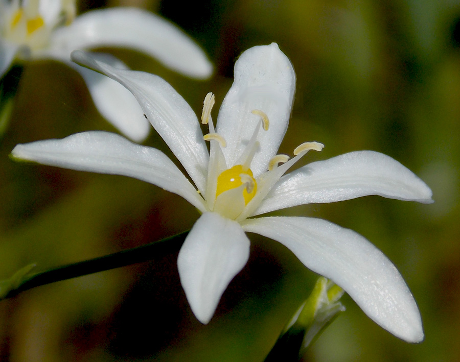 Image of Ornithogalum ponticum specimen.