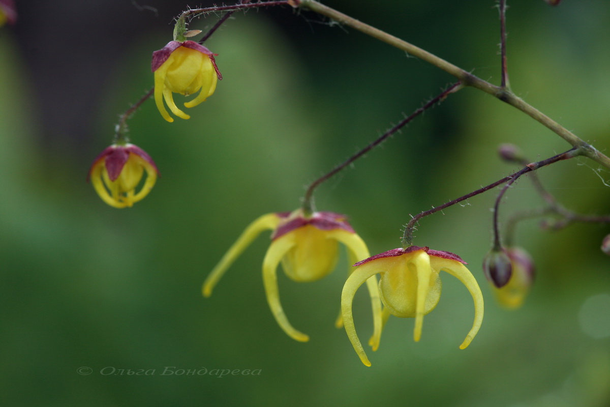 Image of Epimedium davidii specimen.