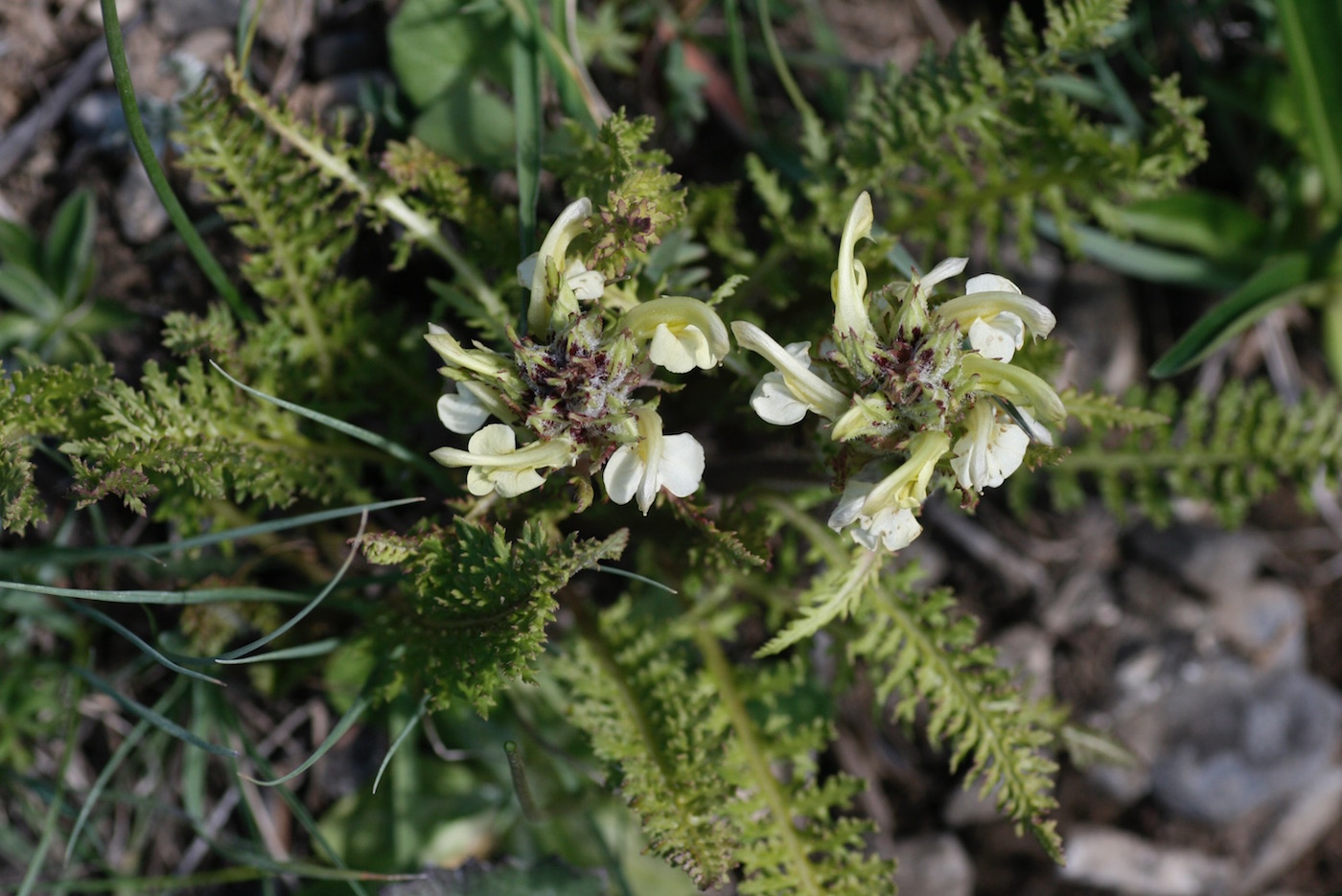 Image of Pedicularis dolichorrhiza specimen.