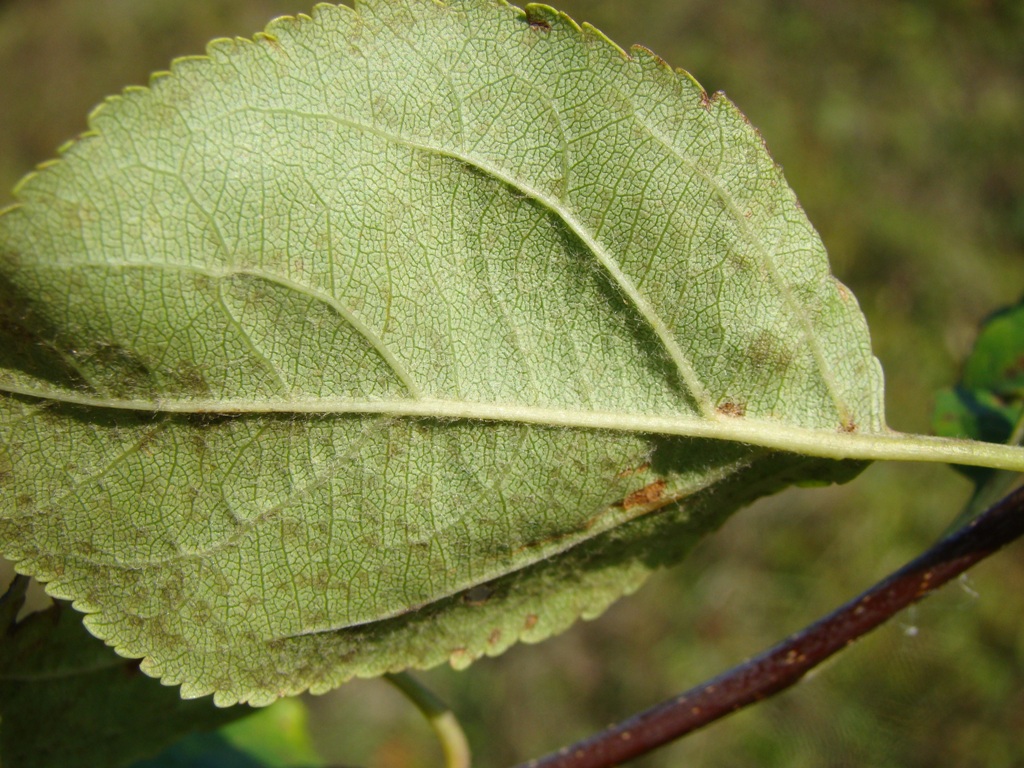 Image of Malus domestica specimen.